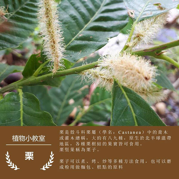 龍德米庒-栗