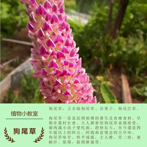 龍德米庒-狗尾草介紹