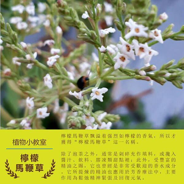 龍德米庒-檸檬馬鞭草
