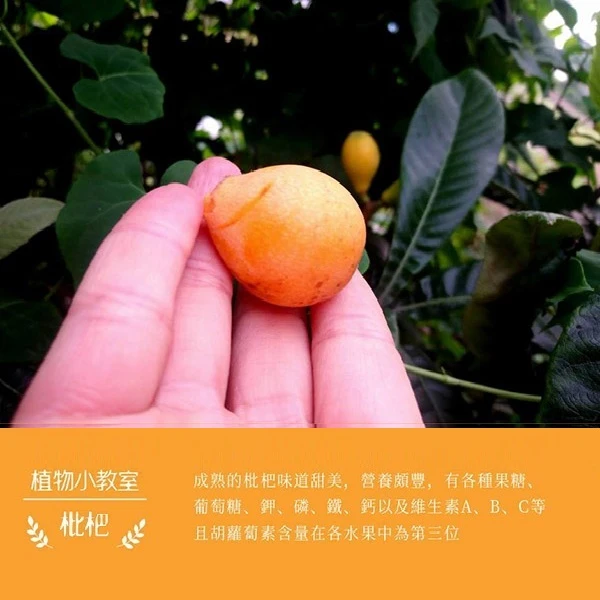 龍德米庒-枇杷