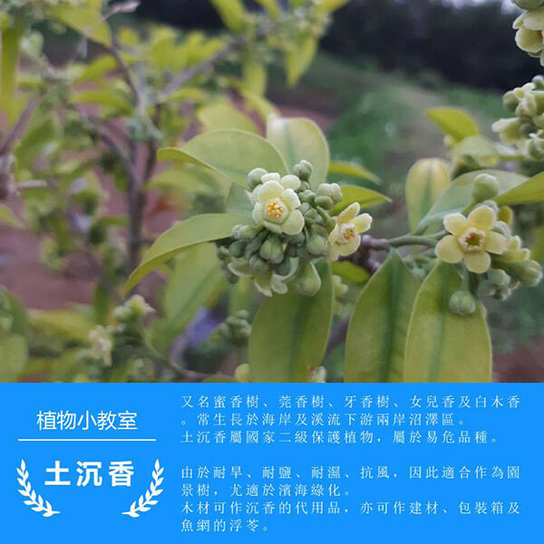 龍德米庒-土沉香