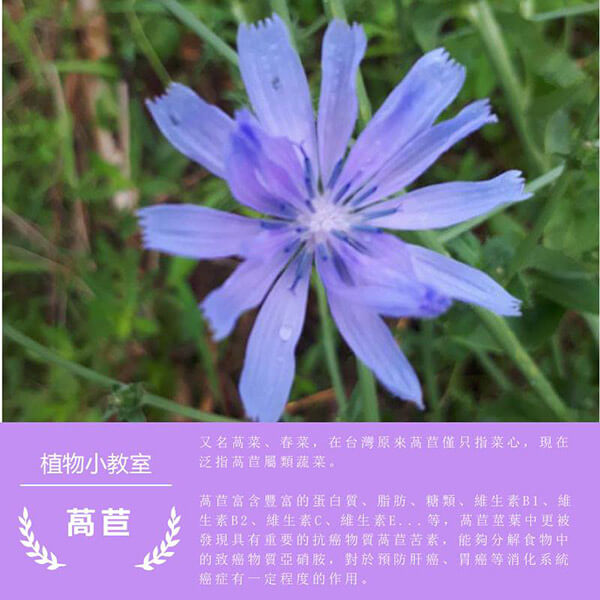 龍德米庒-萵苣