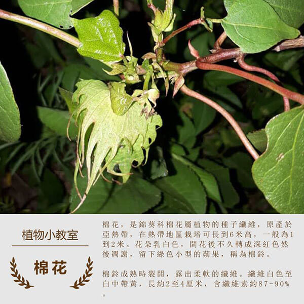 龍德米庒-棉花