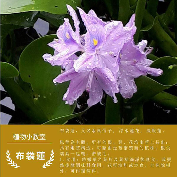 龍德米庒-布袋蓮