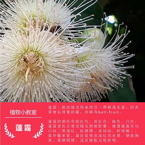 龍德米庒-蓮霧