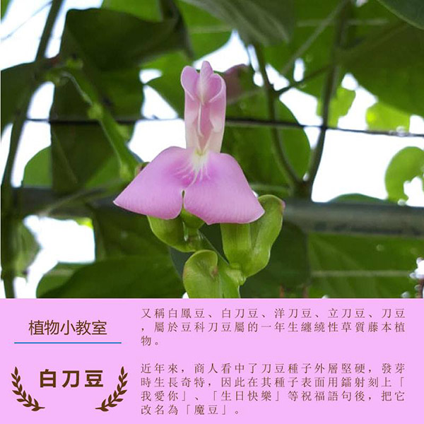 龍德米庒-白刀豆