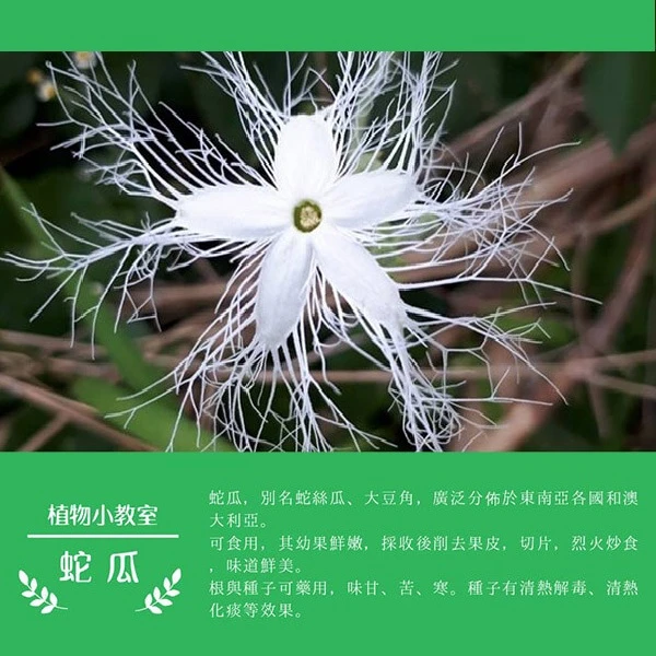 龍德米庒-蛇瓜介紹