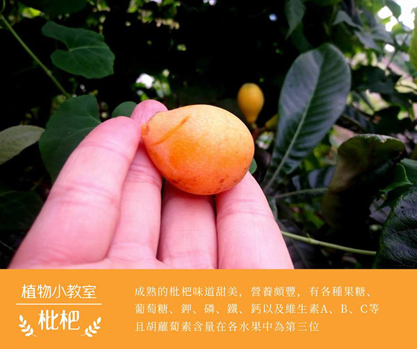 龍德米庒-枇杷