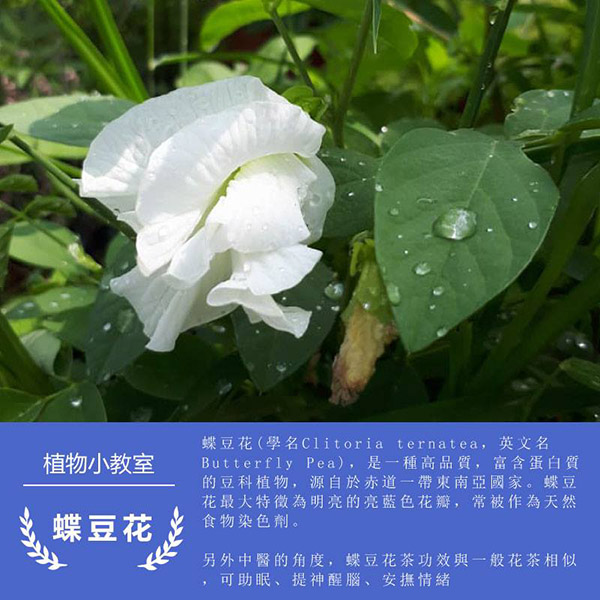 龍德米庒-蝶豆花